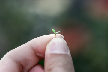 new plant in a human hand