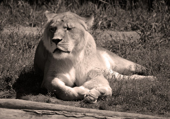 Lion is one of the four big cats in the genus Panthera, and a member of the family Felidae. With...
