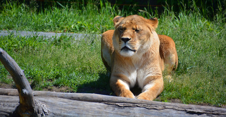 Lion is one of the four big cats in the genus Panthera, and a member of the family Felidae. With...