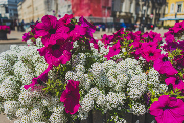 flowers on a bright sunny day