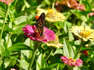 Monarch butterfly on flower
