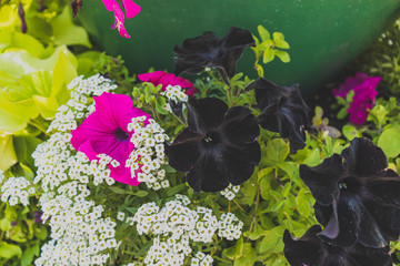 flowers on a bright sunny day