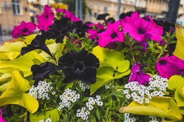 flowers on a bright sunny day