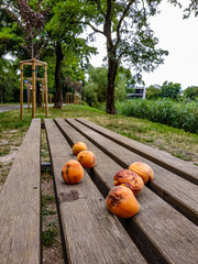 rotten apricots in the Park on a wooden table