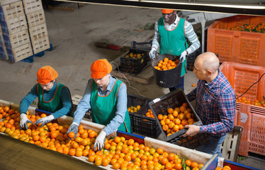 High angle view of group of people working on citrus sorting line at warehouse, checking quality of...