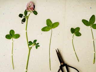 Creation of a herbarium on a craft paper. Floral background.