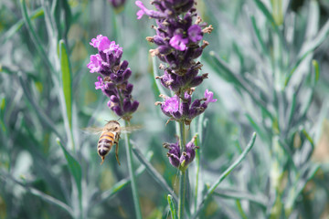 Biene im Anflug auf Lavendel