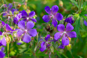 Fototapeta premium Wood cranesbill, woodland geranium, Geranium sylvaticum. Forest geranium close-up.