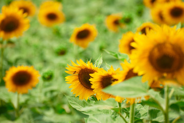 Obraz premium Sunflower field - bright yellow flowers, beautiful summer landscape