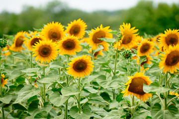 Obraz premium Sunflower field - bright yellow flowers, beautiful summer landscape