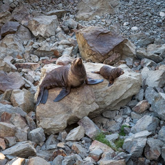 New Zealand fur seal (Arctocephalus Forsteri) mother and baby cup catching some sunlight on a rock outside Kaikoura