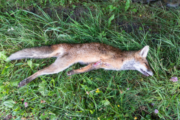 body of dead fox lying on grass