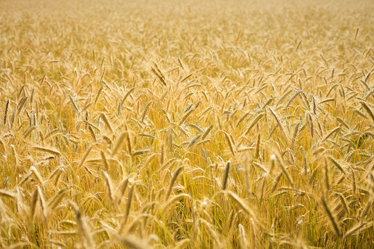 A sprawling field of wheat in a Vermont farm field.