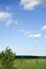 Fototapeta na wymiar Beautiful landscape. Green grass field and blue sky with white clouds.