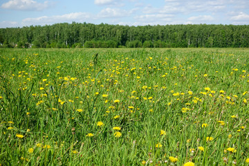 Fototapeta premium Beautiful pastoral landscape. Field with yellow flowers and green grass.