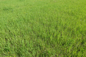 Green grass texture from a field. Natural green background