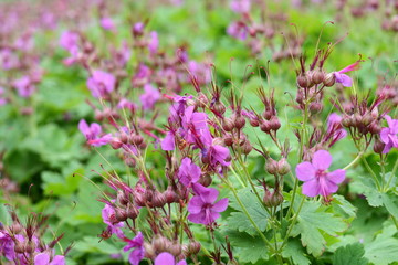 Rock Cranes-Bill, Hardy Geranium, Wild Geranium 'Czakor' (Geranium macrorrhizum)