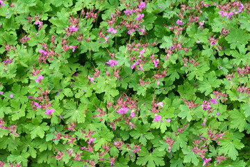 Rock Cranes-Bill, Hardy Geranium, Wild Geranium 'Czakor' (Geranium macrorrhizum)