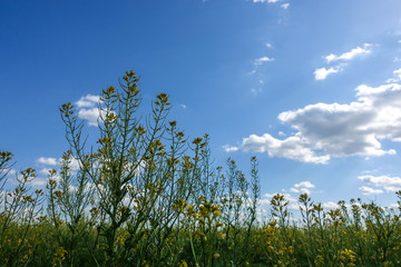 Obraz premium Chamomiles against the blue sky, view from below