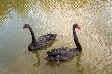 Two black swans floating on a dirty lake in polluted water