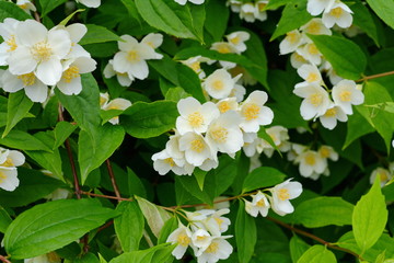 Natural background with green leaf and white jasmine flowers on a bush. 