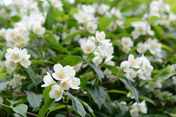 Natural background with green leaf and white jasmine flowers on a bush. 