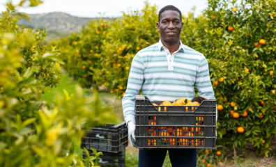 African-American farmer with box of mandarins
