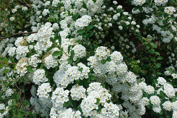 Background of little white flowers. Bush of small white flowers