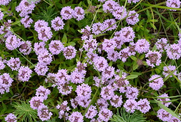 Fototapeta premium Flowers of thyme in natural environment. The thyme is commonly used in cookery and in herbal medicine.
