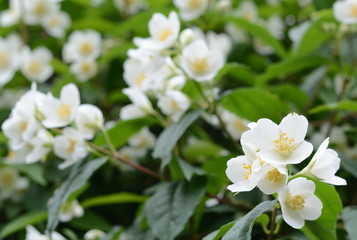Natural background with green leaf and white jasmine flowers on a bush. 