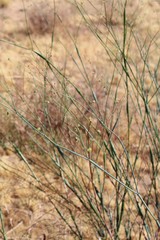 Fototapeta premium Known commonly as Desert Trumpet and botanically as Eriogonum Inflatum, this plant is a Southern Mojave Desert native. Visualize here, in Joshua Tree National Park, educate, protect, and conserve.