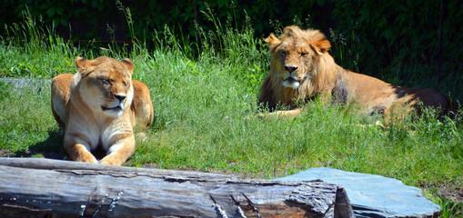 Lion is one of the four big cats in the genus Panthera, and a member of the family Felidae. With...