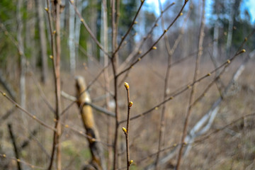 Not blooming buds on the bushes in the park in spring