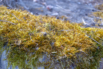 Yellow-green moss on a tree stump in the park