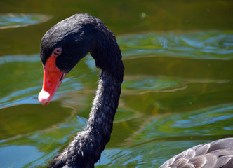 Black swan is a large waterbird, a species of swan which breeds mainly in Australia. A New Zealand...