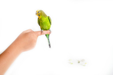 Mixture of Bird seeds and nuts for parrots. Texture pattern close up detail macro. Abstract background.