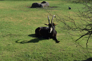 Animales
