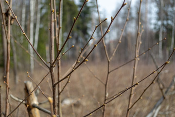 Not blooming buds on the bushes in the park in spring