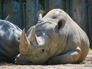 The white rhinoceros or square-lipped rhinoceros is the largest extant species of rhinoceros.  It has a wide mouth used for grazing and is the most social of all rhino species © Daniel Meunier