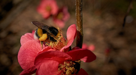 Una abeja comiendo de las flores del jard&iacute;n