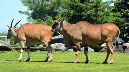 The common eland, also known as the southern eland or eland antelope, is a savannah and plains...