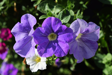 Fondo de flores moradas juntas.