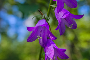Wild flowers in a meadow in nature in the rays of sunlight in summer. Wild flowers in a meadow on a background of herbs.