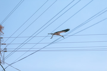 Stork flying above electricity wires in a rural area of Romania. Wild animals living between humans.