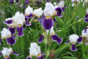 Irises flower in the spring