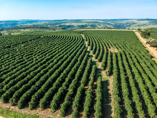 aerial viewof green coffee field in Brazil