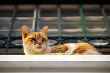 Gato Theo IMG_5533