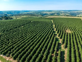Poster aerial viewof green coffee field in Brazil © AlfRibeiro