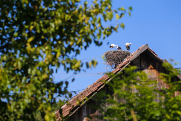Family of storks living on a nest they made on top of an electricity pole in a rural area of Romania. Wild animals living between humans.