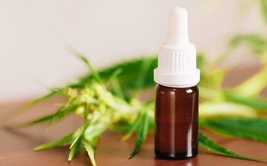 Wellness Hemp Cannabidiol, bottle of CBD oil on cannabis background. Premium marijuana products. Medical cannabis with extract CBD. A place for copy space